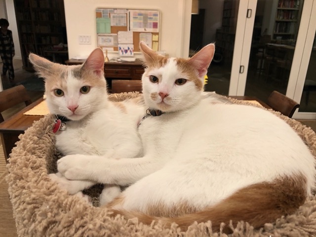Kitties in the cat tree, alert...