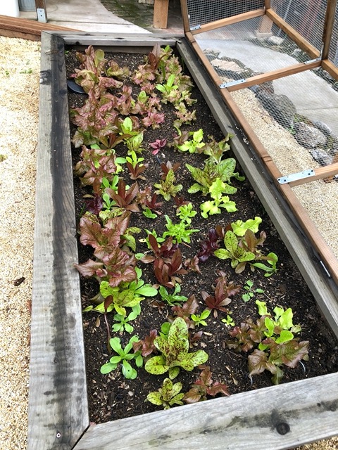 Mike's lettuces are growing!