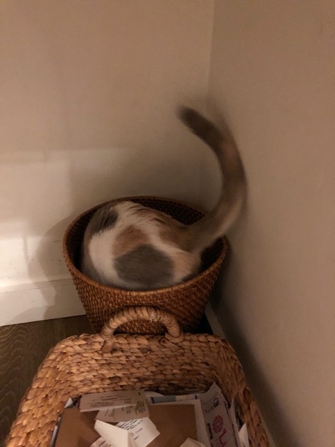 Cricket in my wastebasket
