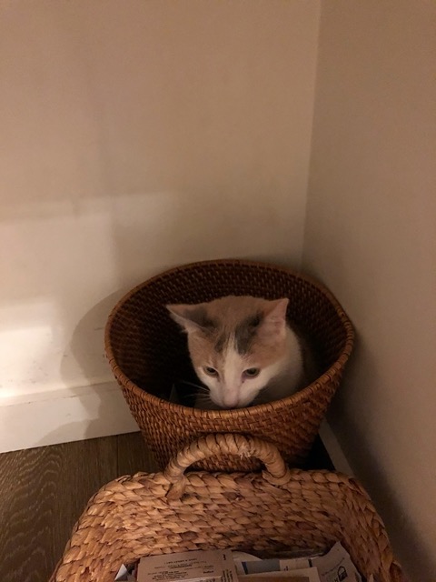 Peeking out of my wastebasket