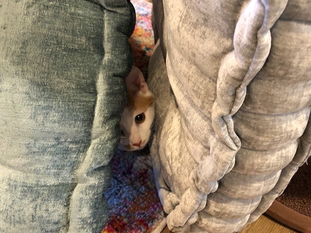 Gizmo peeking out