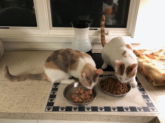The kitties' kitten food situation: ad libitum dry food and a little wet food