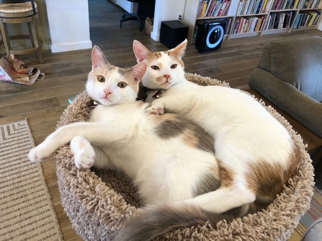 Hanging out in the cat tree
