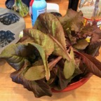IMG_8226.jpeg