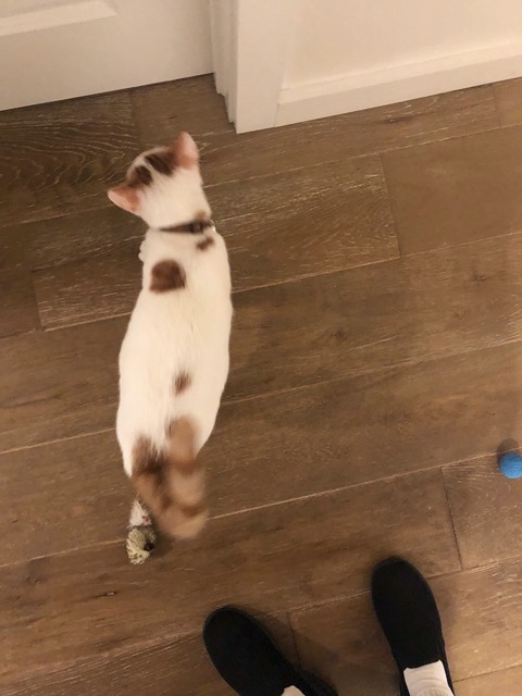 Worrying about Gizmo's weight, I sent pics to the fosterer