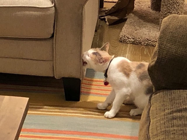 Cricket trying to chew the double sided anti-scratch tape.  She got squirted.