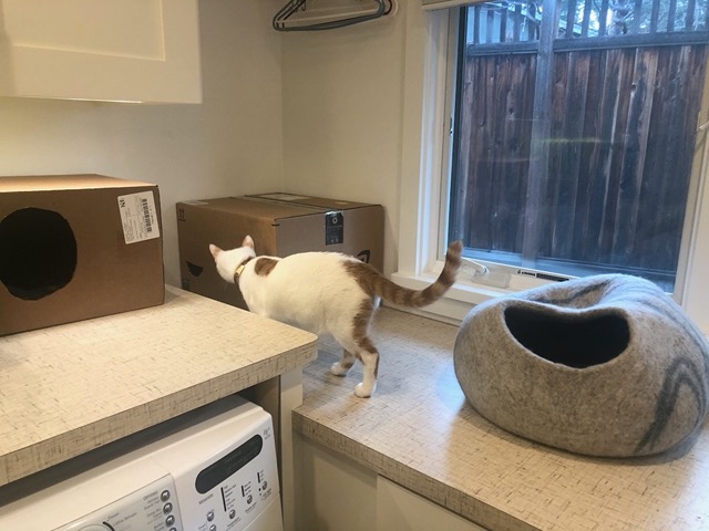 Gizmo investigating the box.  The idea was to feed her extra inside
