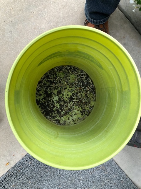 Grubs Mike dug up while working in the garden