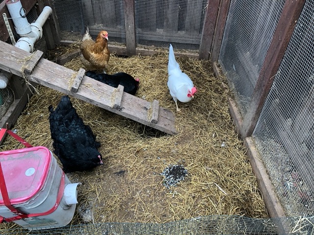 He gave them to the chickens