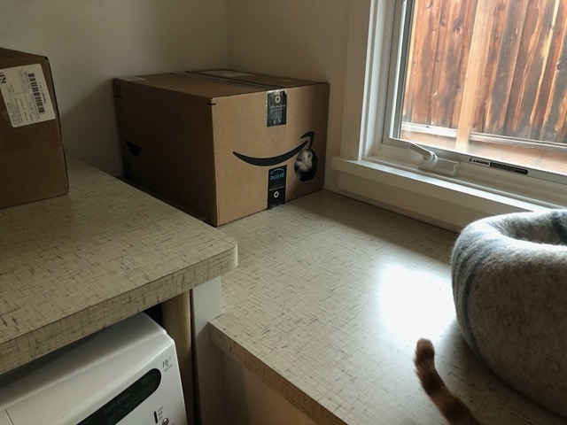 Cricket emerging from her box