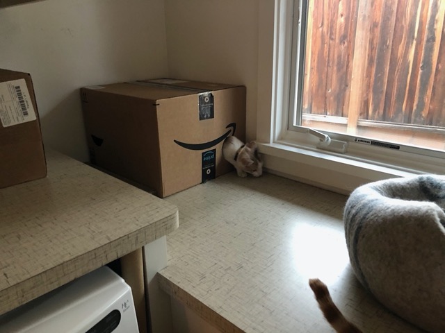 After a week Gizmo managed to get in
