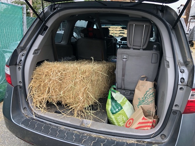 Fresh straw for our chickens.  Should have put a tarp down, oops