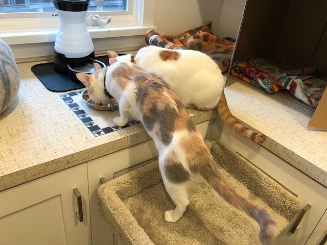 Keeping an eye on the kitties' eating