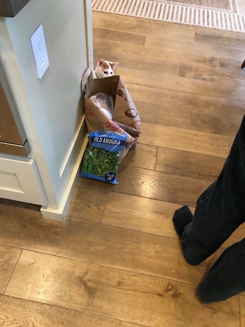 Cats getting into the grocery bags