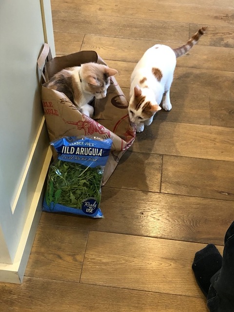 They like the bags in general but they ESPECIALLY like bags with meat in them