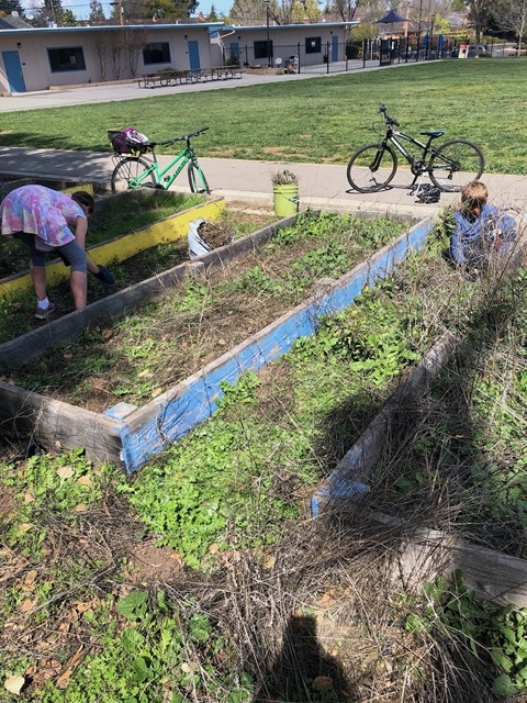 Mike pulling weeds out of the planter boxes at the elementary school