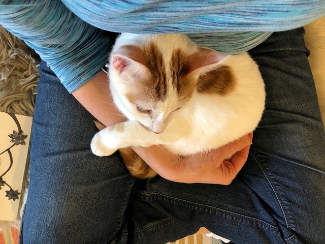 Gizmo in my lap, looking tiny