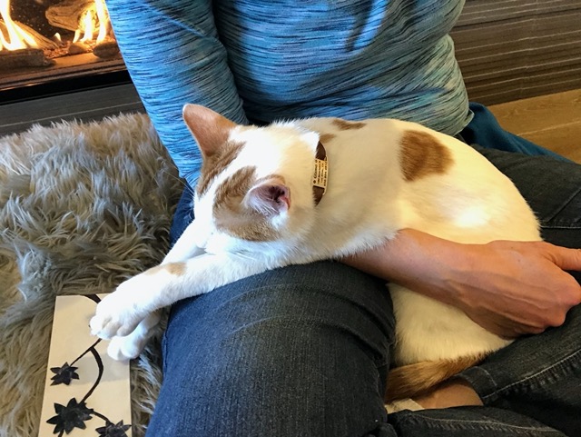 Soon he spreads out and falls asleep