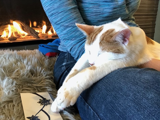 Sprawled out on my lap