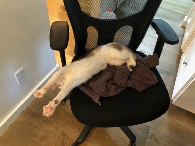Cricket spraaaaawled on my office chair