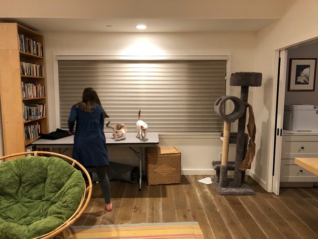 Lela playing with the cats