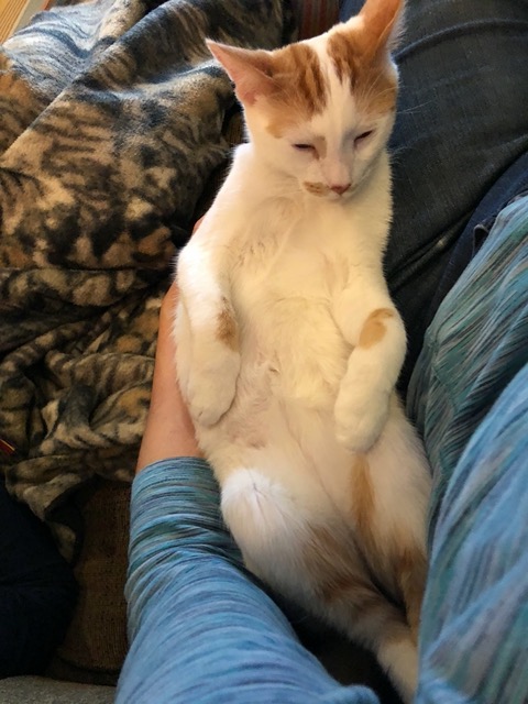 Gizmo falls asleep with me holding his upper body up