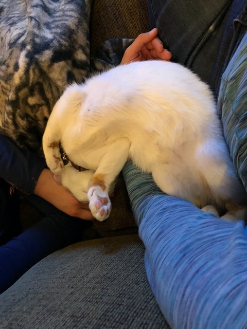 Eventually he flops over