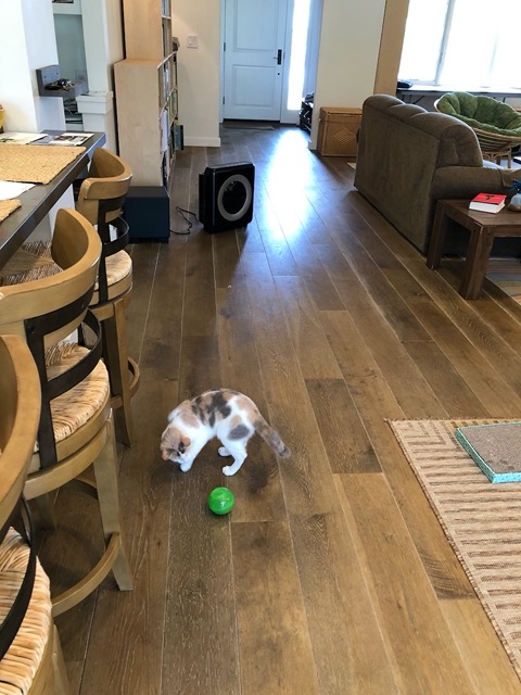I got the kitties a kibble-dispensing ball