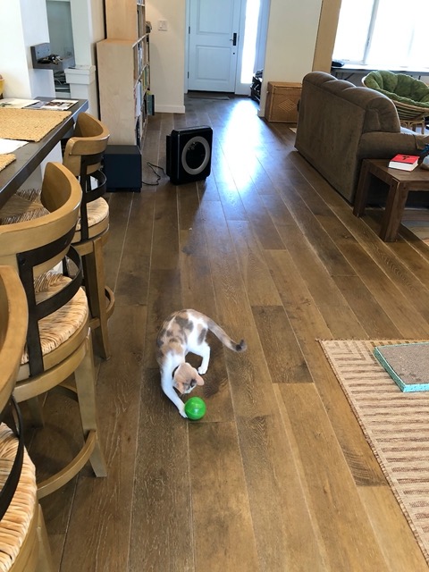 It's a BIG hit, and makes them work for their kibble