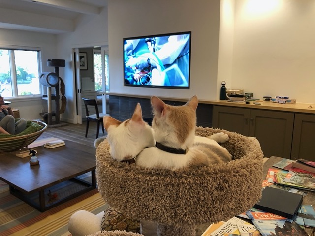The kitties watching TV from their tree