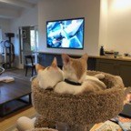 IMG_8439.jpeg