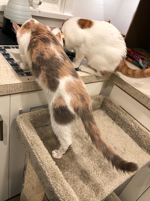 On the advice of the fosterer, I switch them to mostly wet and only a little dry food