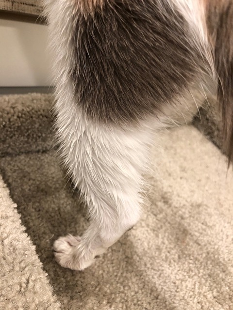 Cricket, after falling into the cooking oil