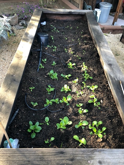 The plants are coming up!