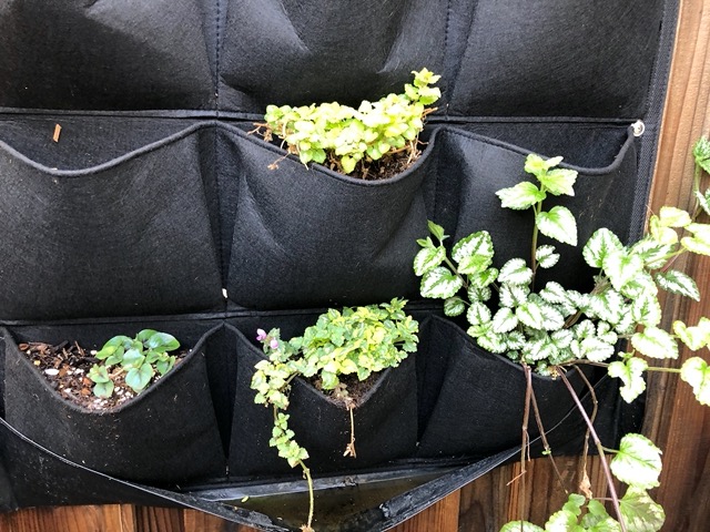 Plants in the pockets of Lela's nook
