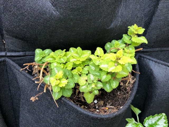 Another one that is thriving in this spot