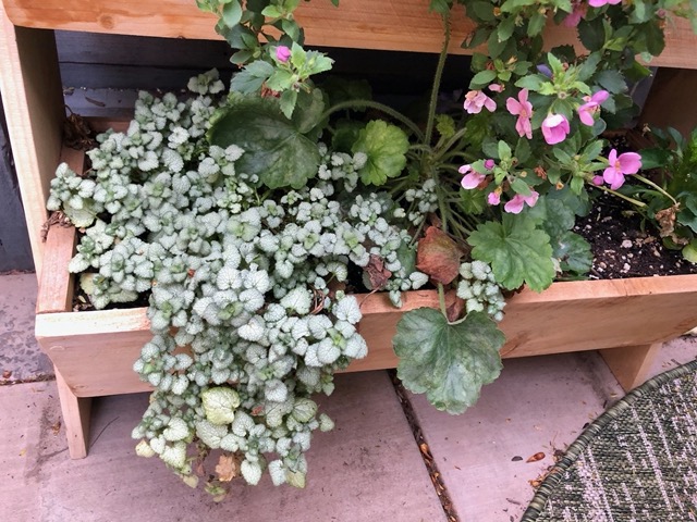 Plants spilling out of the wooden planter