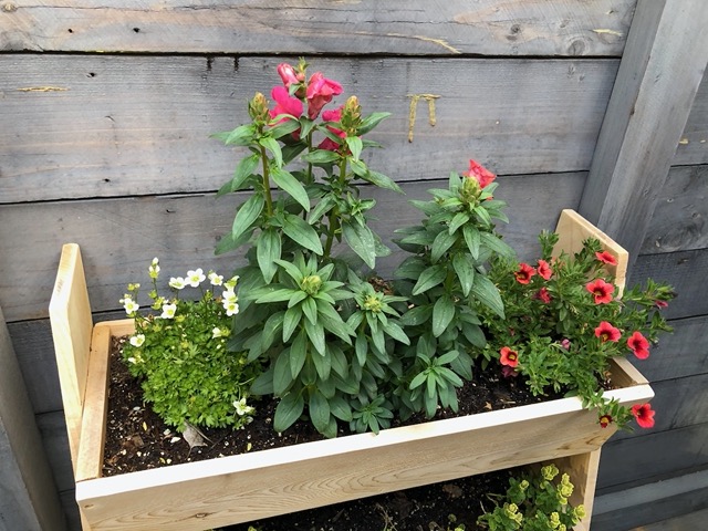 Snapdragons are thriving
