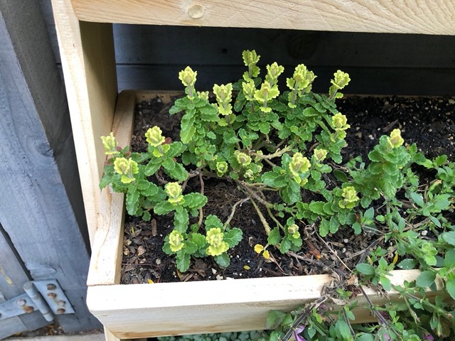 More buds coming up