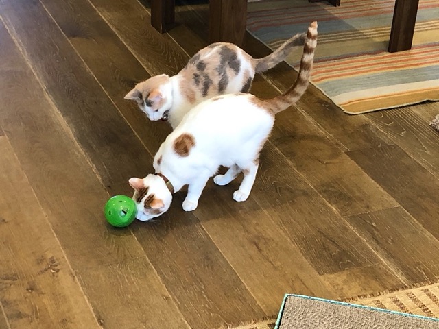 The kitties with their kibble ball.  It has holes in it...
