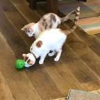 IMG_8466.jpeg
