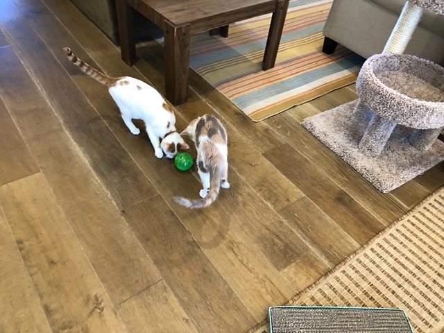 ... they roll it around, and kibble comes out one piece at a time