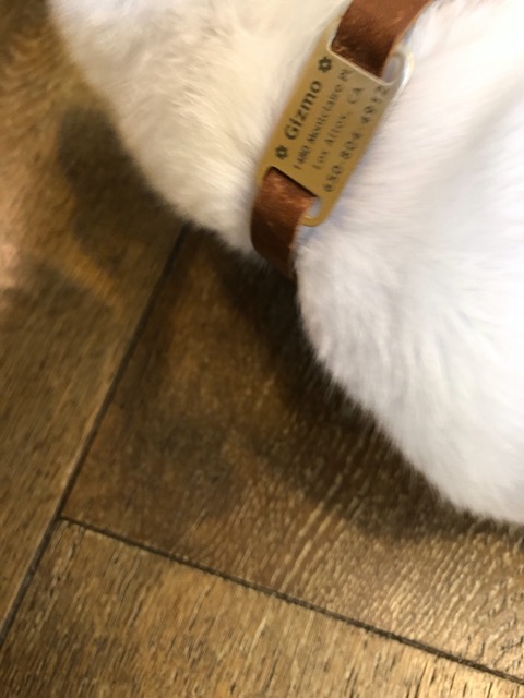 Gizmo's tag