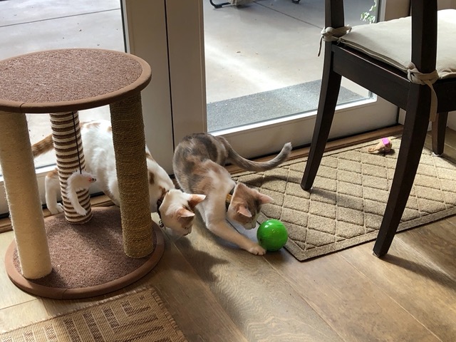 The kitties with their kibble ball