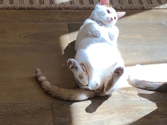 Okay, that's cute.  Kitty in the sun.