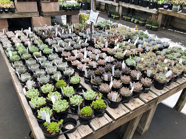 I decided to set up a few pots of succulents