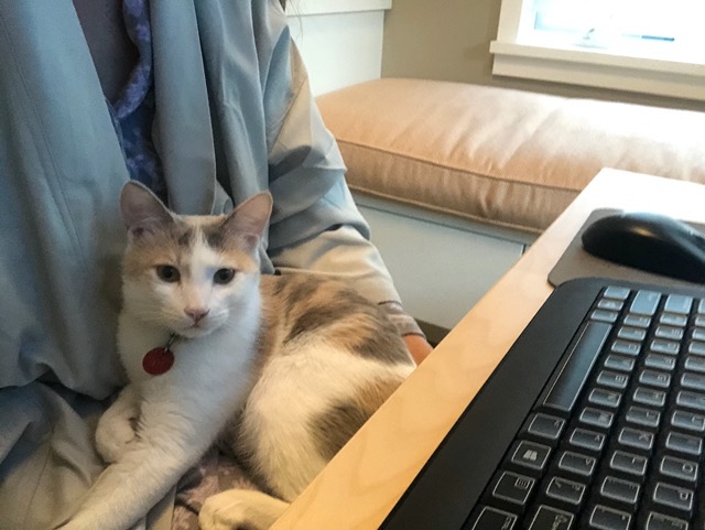 She's comfortable, just watching me at the computer