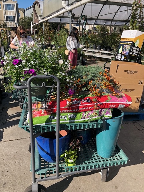 Another trip to the garden store!