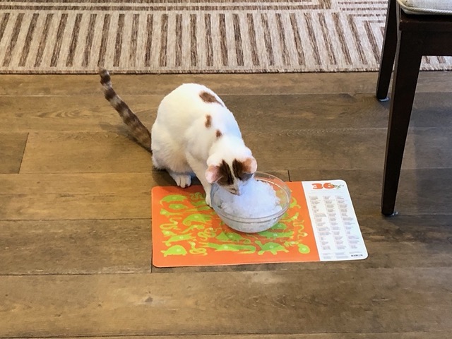 I gave some ice to the cats for them to play with