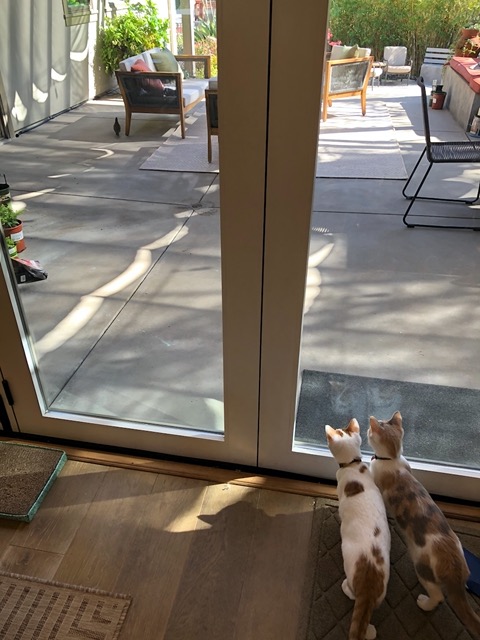 The cats WATCHING A QUAIL